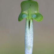 Image of Arisaema roxburghii  Kunth.