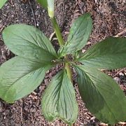 Image of Arisaema saxatile  Buchet.