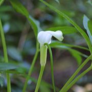 Image of Arisaema saxatile  Buchet.