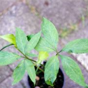 Image of Arisaema saxatile  Buchet.