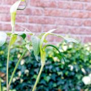 Image of Arisaema saxatile  Buchet.