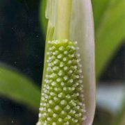 Image of Arisaema saxatile  Buchet.