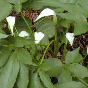 Image of Arisaema saxatile  Buchet.