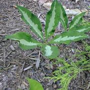 Image of Arisaema sazensoo  (Blume) Makino.