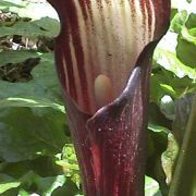 Image of Arisaema sazensoo  (Blume) Makino.