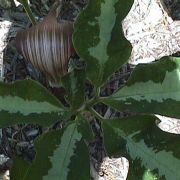 Image of Arisaema sazensoo  (Blume) Makino.