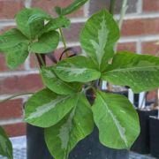 Image of Arisaema sazensoo  (Blume) Makino.