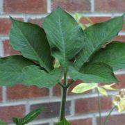 Image of Arisaema sazensoo  (Blume) Makino.