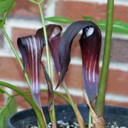 Image of Arisaema sazensoo  (Blume) Makino.