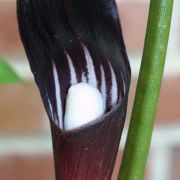 Image of Arisaema sazensoo  (Blume) Makino.