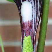 Image of Arisaema sazensoo  (Blume) Makino.