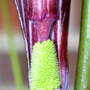 Image of Arisaema sazensoo  (Blume) Makino.