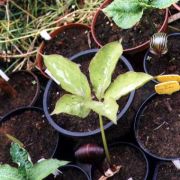 Image of Arisaema sazensoo  (Blume) Makino.