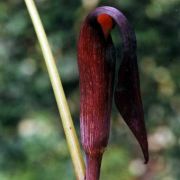 Image of Arisaema sazensoo  (Blume) Makino.