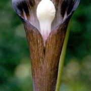 Image of Arisaema sazensoo  (Blume) Makino.