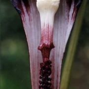 Image of Arisaema sazensoo  (Blume) Makino.