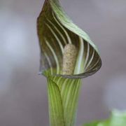 Image of Arisaema serratum  (Thunb.) Schott.