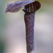 Image of Arisaema shimienense  H. Li.