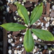 Image of Arisaema shimienense  H. Li.