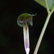 Image of Arisaema siamicum  Gagnep..