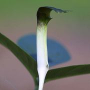 Image of Arisaema siamicum  Gagnep..