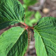 Image of Arisaema speciosum  (Wall) Martius in Schott.