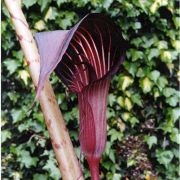 Image of Arisaema speciosum  (Wall) Martius in Schott.