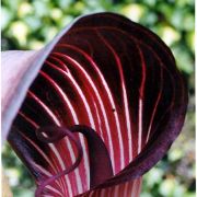 Image of Arisaema speciosum  (Wall) Martius in Schott.