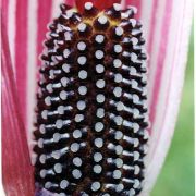 Image of Arisaema speciosum  (Wall) Martius in Schott.