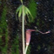 Image of Arisaema sukotaiense  Gagn..