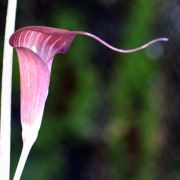 Image of Arisaema sukotaiense  Gagn..