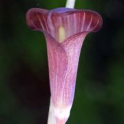 Image of Arisaema sukotaiense  Gagn..