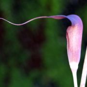 Image of Arisaema sukotaiense  Gagn..