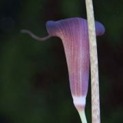 Image of Arisaema sukotaiense  Gagn..