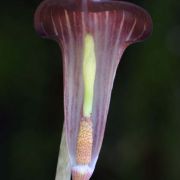 Image of Arisaema sukotaiense  Gagn..