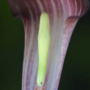 Image of Arisaema sukotaiense  Gagn..