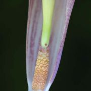 Image of Arisaema sukotaiense  Gagn..