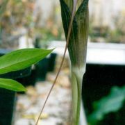 Image of Arisaema sukotaiense  Gagn..