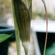 Image of Arisaema sukotaiense  Gagn..