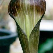 Image of Arisaema sukotaiense  Gagn..