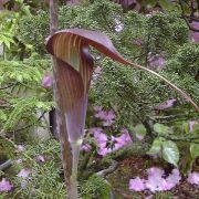 Image of Arisaema sukotaiense  Gagn..