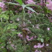 Image of Arisaema sukotaiense  Gagn..