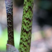 Image of Arisaema taiwanense  Murata.