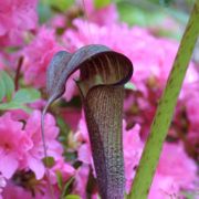 Image of Arisaema taiwanense  Murata.