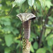 Image of Arisaema taiwanense  Murata.