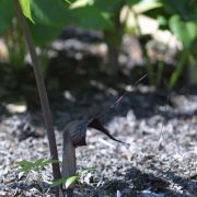 Image of Arisaema thunbergii ssp. thunbergii Blume.