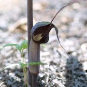 Image of Arisaema thunbergii ssp. thunbergii Blume.