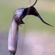 Image of Arisaema thunbergii ssp. thunbergii Blume.