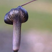 Image of Arisaema thunbergii ssp. thunbergii Blume.