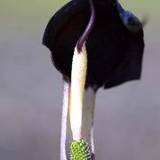 Image of Arisaema thunbergii ssp. thunbergii Blume.